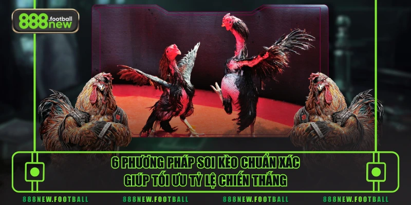 Đá Gà Thomo - Mãn Nhãn Con Mắt Với Những Cú Đá Hiểm Hóc 3 6 phương pháp soi kèo chuẩn xác giúp tối ưu tỷ lệ chiến thắng