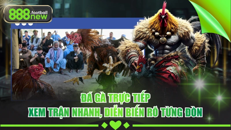 Đá Gà Trực Tiếp - Livestream Thời Gian Thực, Nhịp Trận Liên Tục 1 Đá Gà Trực Tiếp - Xem Trận Nhanh, Diễn Biến Rõ Từng Đòn